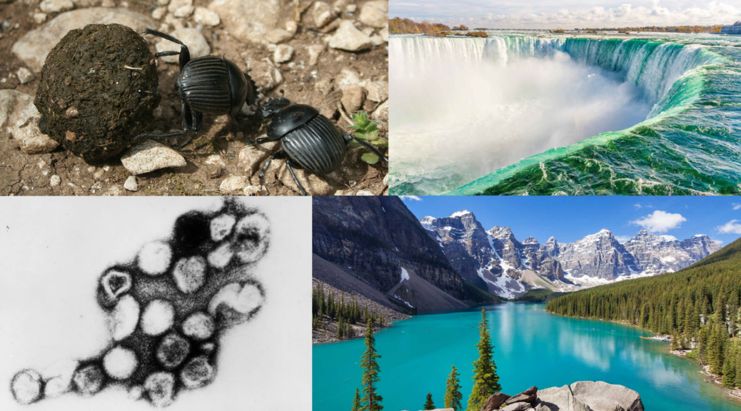 Four images. Clockwise from top left, two black dung beetles with a dung ball on some sand and small stones. A large horseshoe-shaped waterfall seen from above (Niagara Falls). Looking out onto a bright turquoise lake (Moraine Lake) beneath steep rocky peaks. A black and white image depicting the rubella virus.